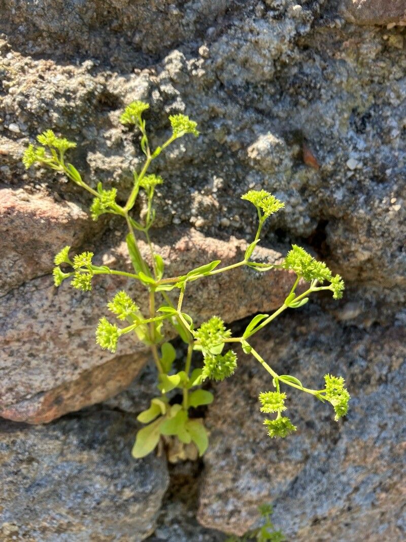 Valerianella abyssinica flower