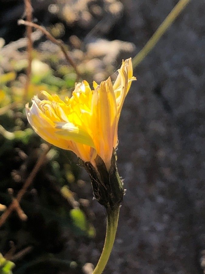 Scorzoneroides carpetana flower