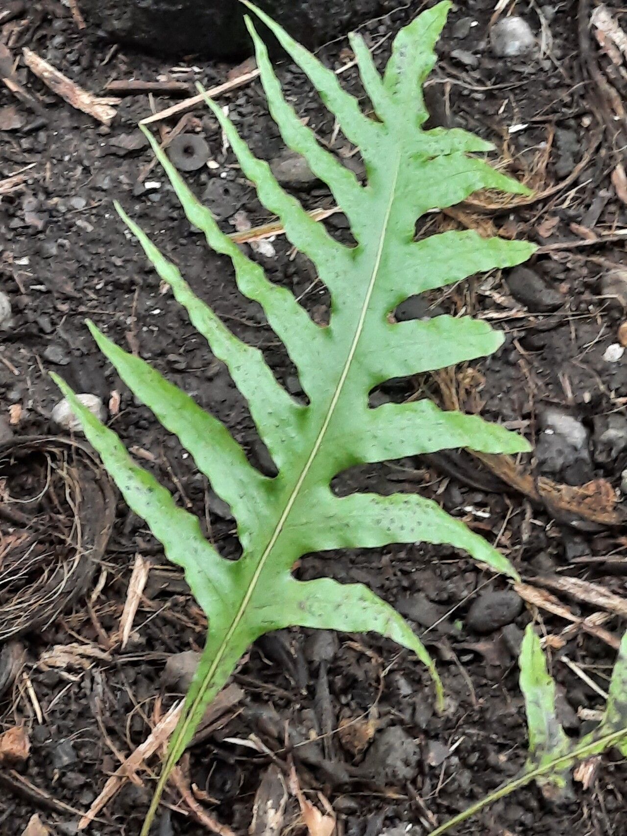 Microsorum commutatum leaf