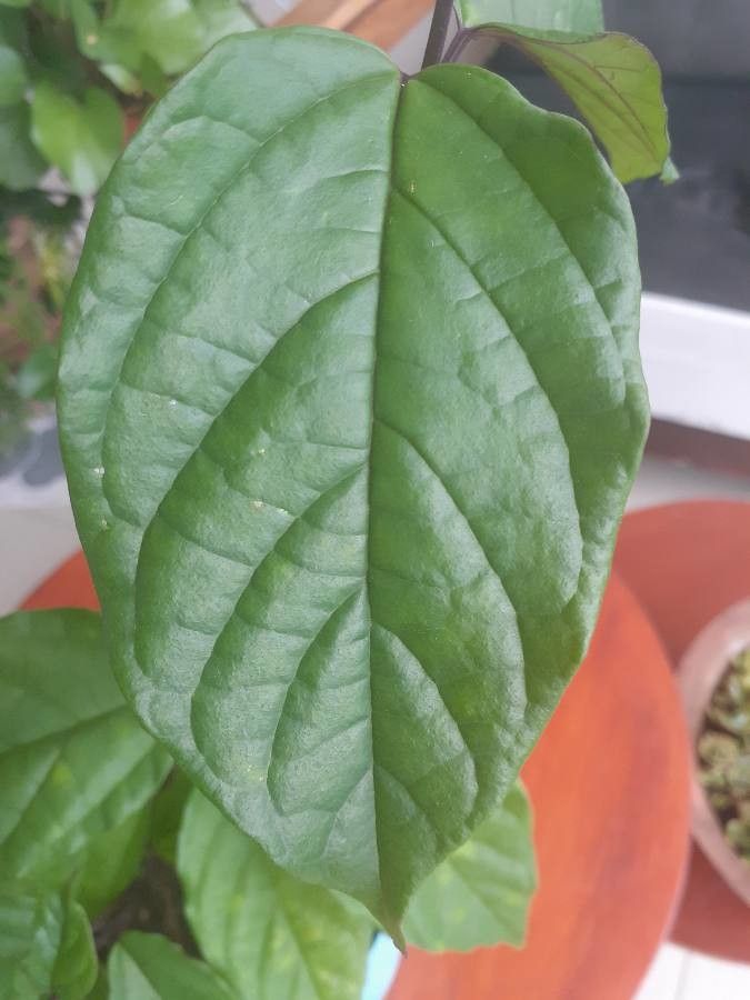 Clerodendrum umbellatum leaf