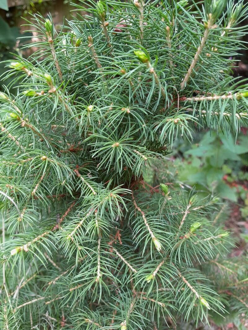 Picea morrisonicola — search result for 'Pinaceae'