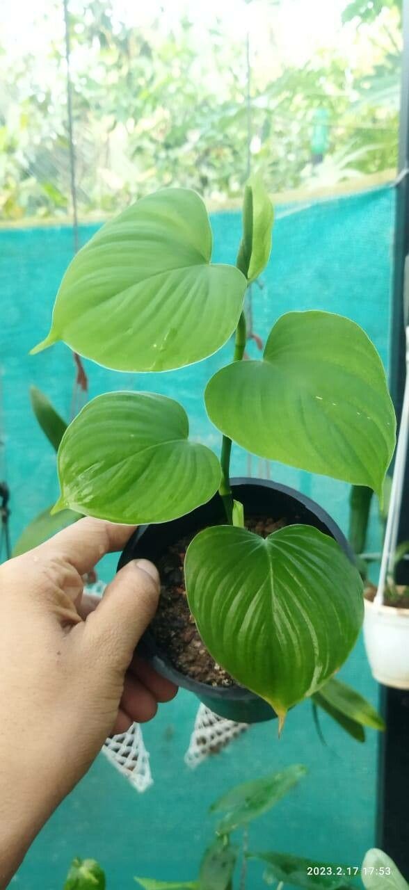 Philodendron fibraecataphyllum leaf