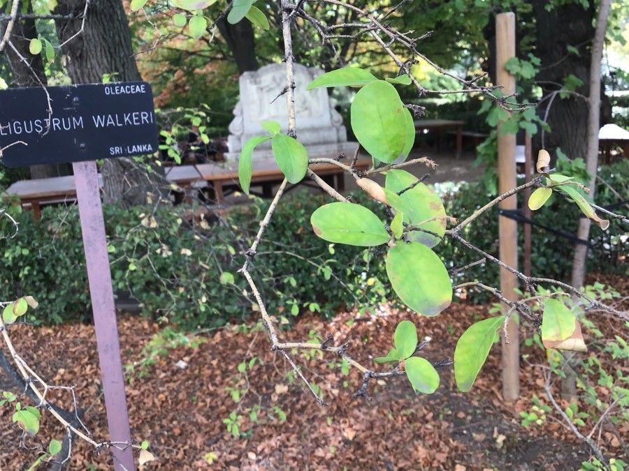 Ligustrum robustum — search result for 'Myanmar'