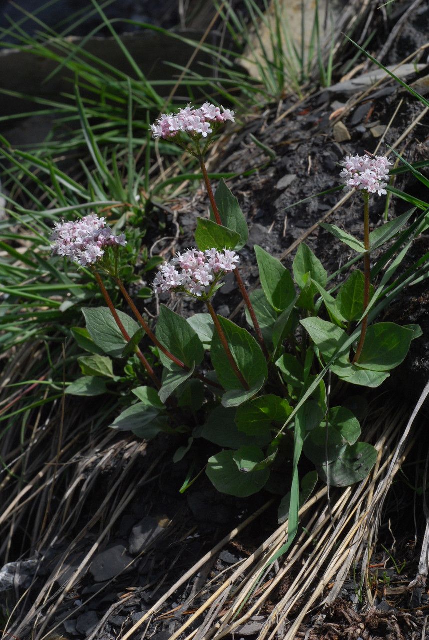 Valeriana rotundifolia habit