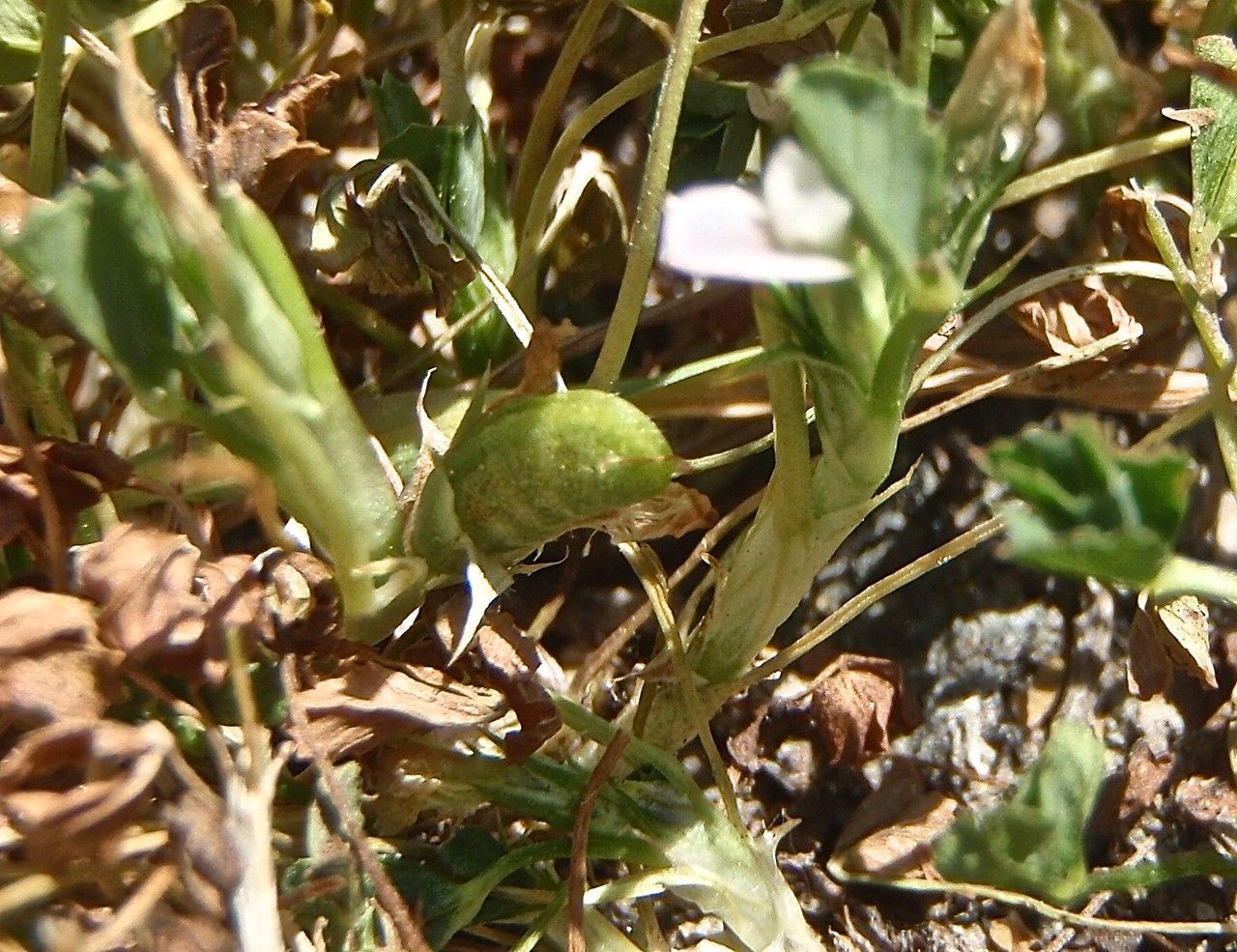 Trifolium ornithopodioides habit
