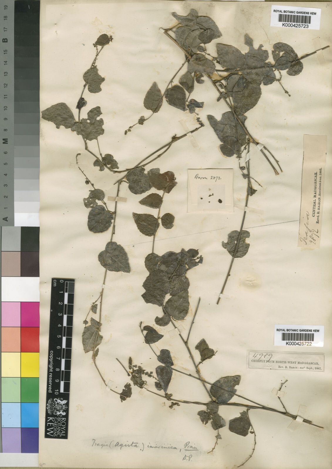 Tragia imerinica — houseplant care guide