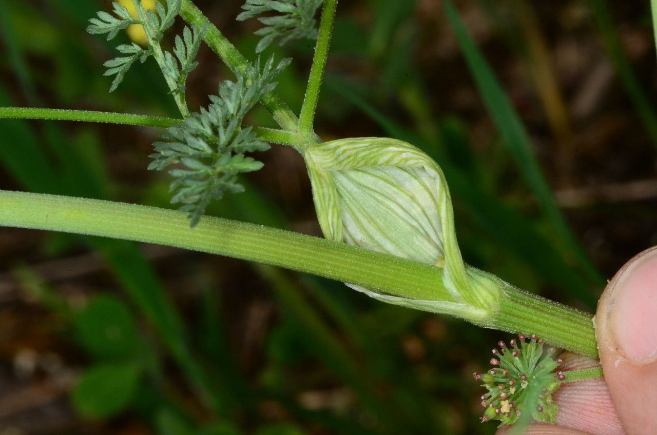 Lomatium utriculatum bark