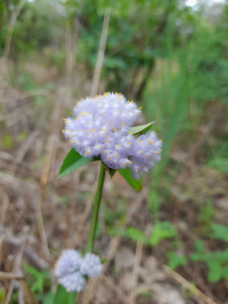 Cyanotis polyrrhiza — houseplant care guide