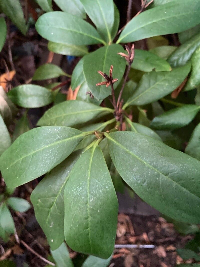 Rhododendron minus leaf