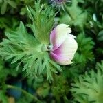 Anemone coronaria