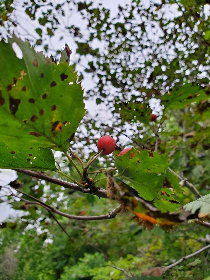 Crataegus holmesiana fruit