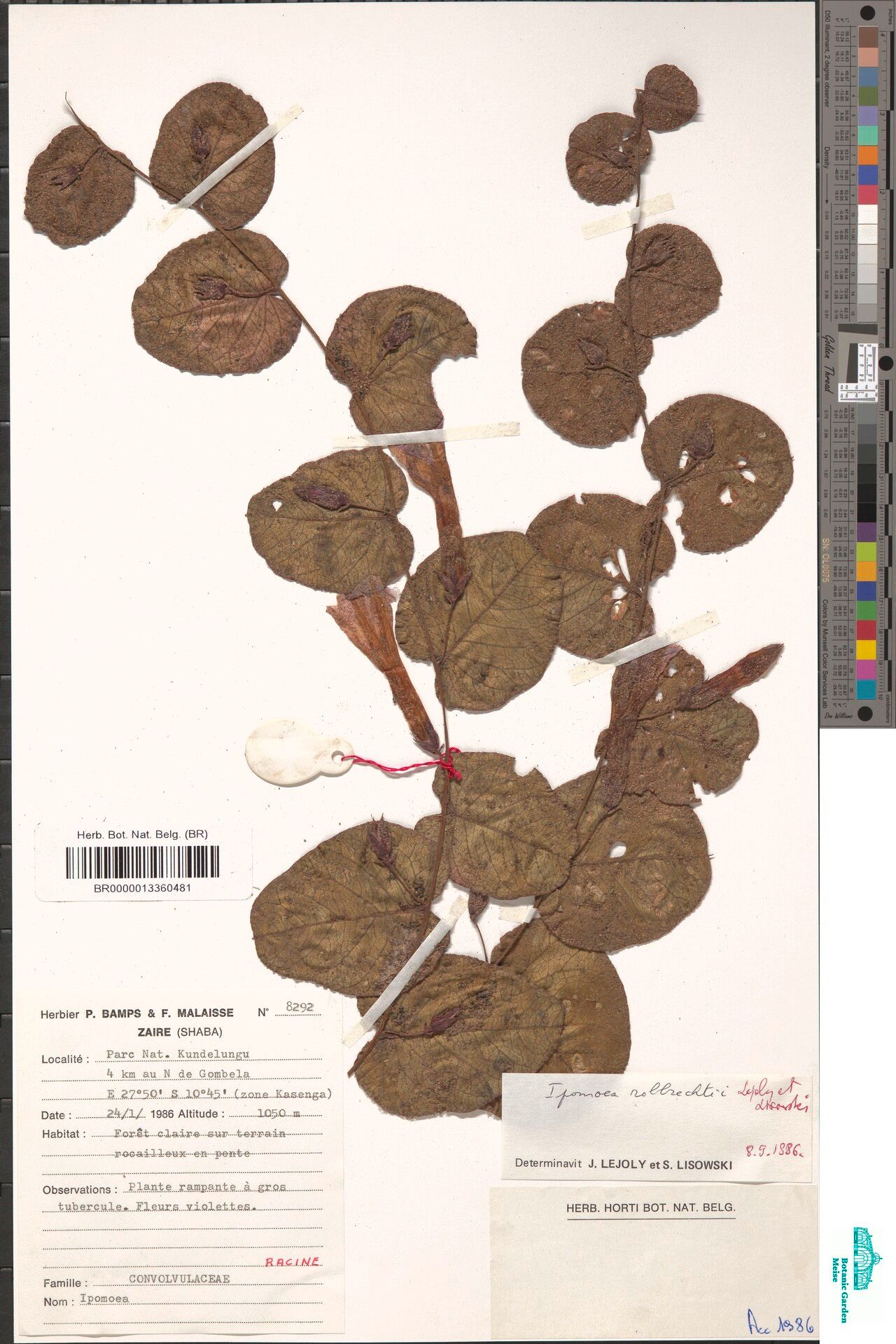 Ipomoea robbrechtii — houseplant care guide