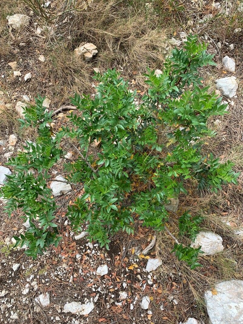 Pistacia × saportae flower