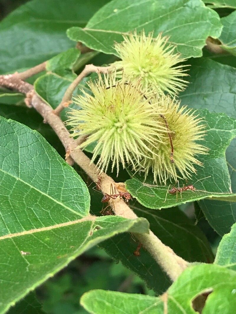 Commersonia bartramia fruit