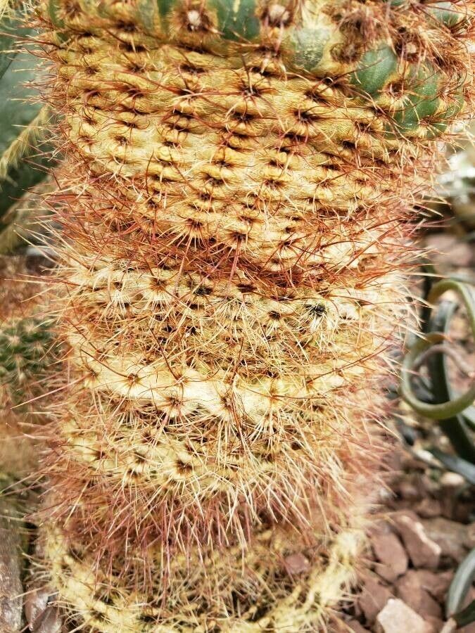 Turbinicarpus pseudomacrochele leaf