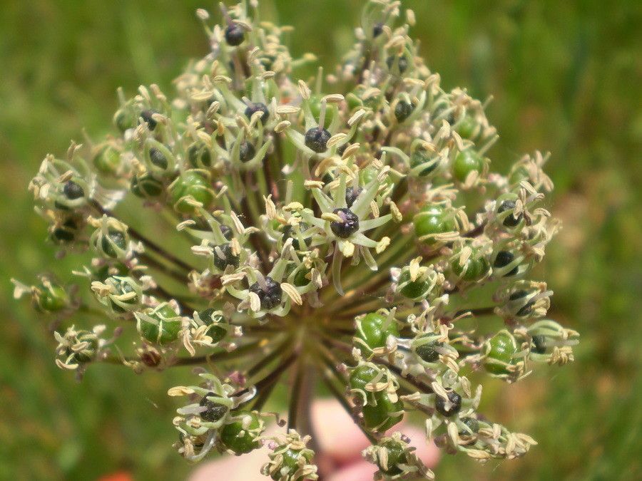 Allium cyrilli fruit