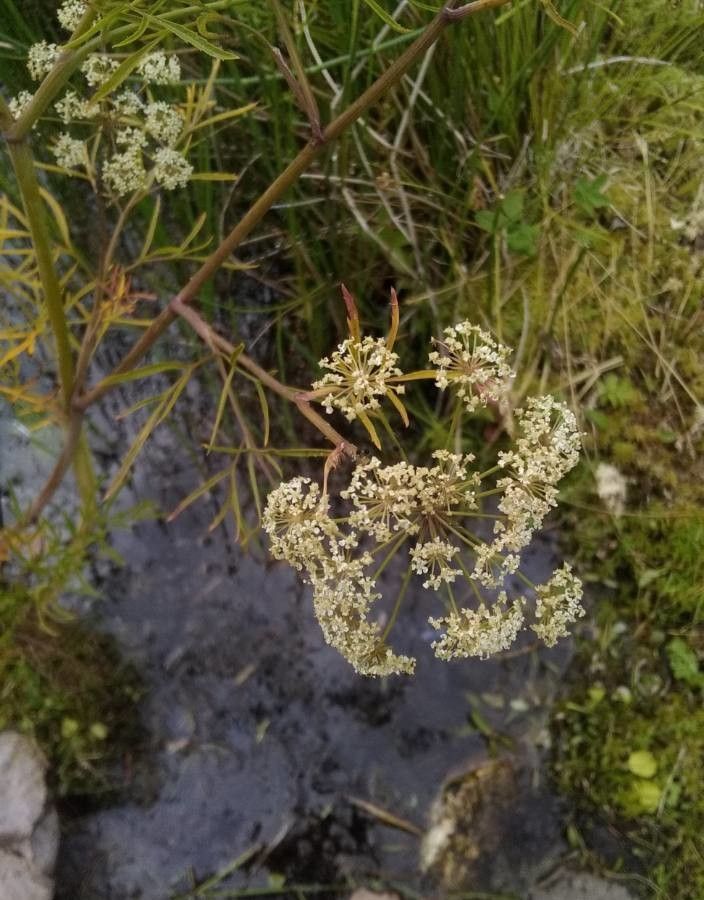 Cicuta virosa flower