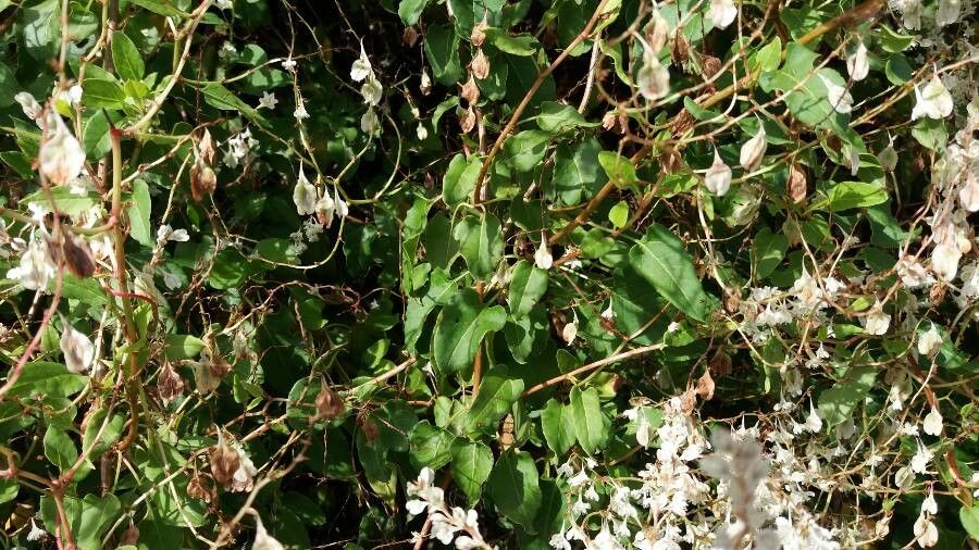 Fallopia aubertii leaf