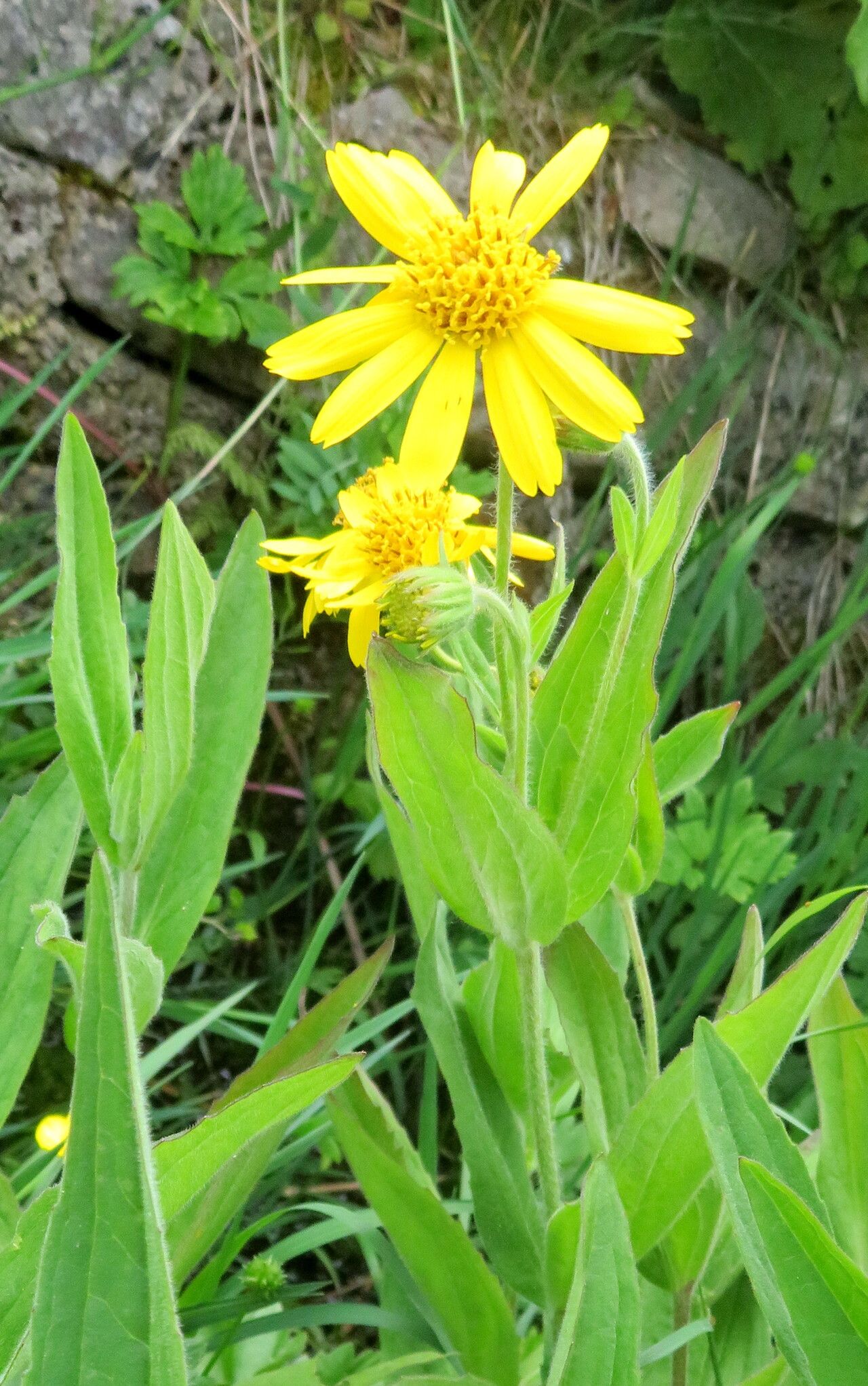 Arnica lonchophylla habit