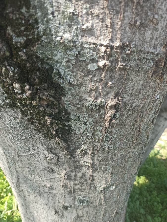 Ozoroa sphaerocarpa bark