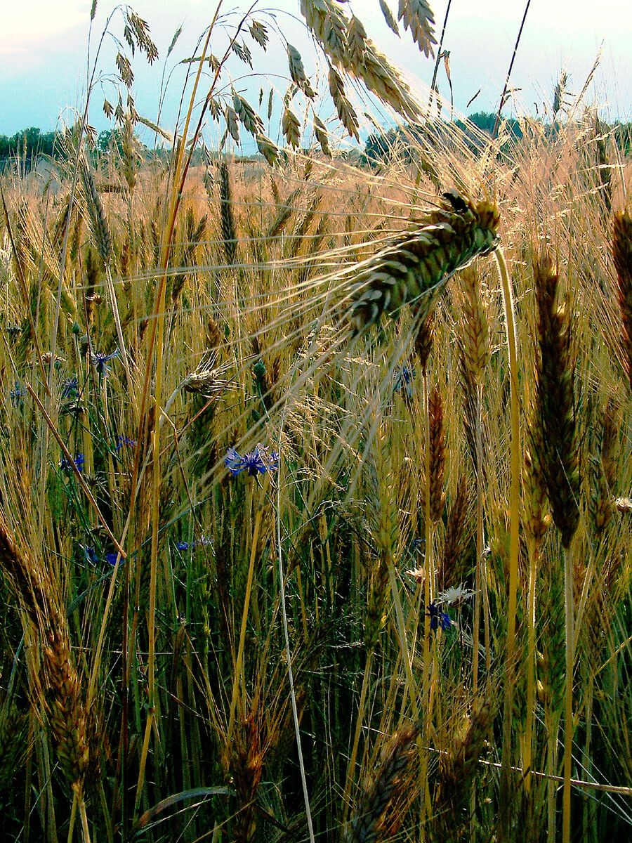 Secale cereale fruit