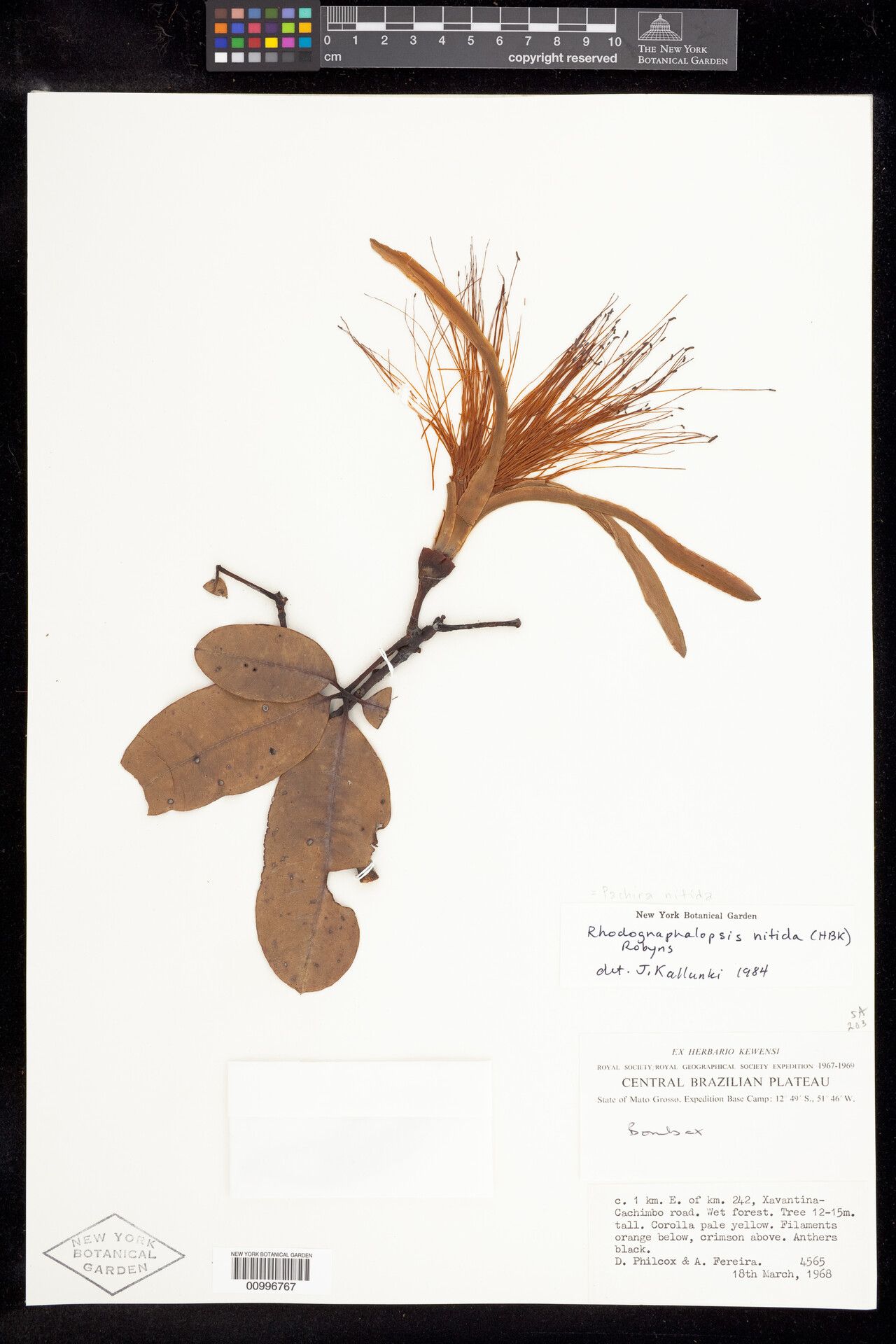 Pachira nitida flower