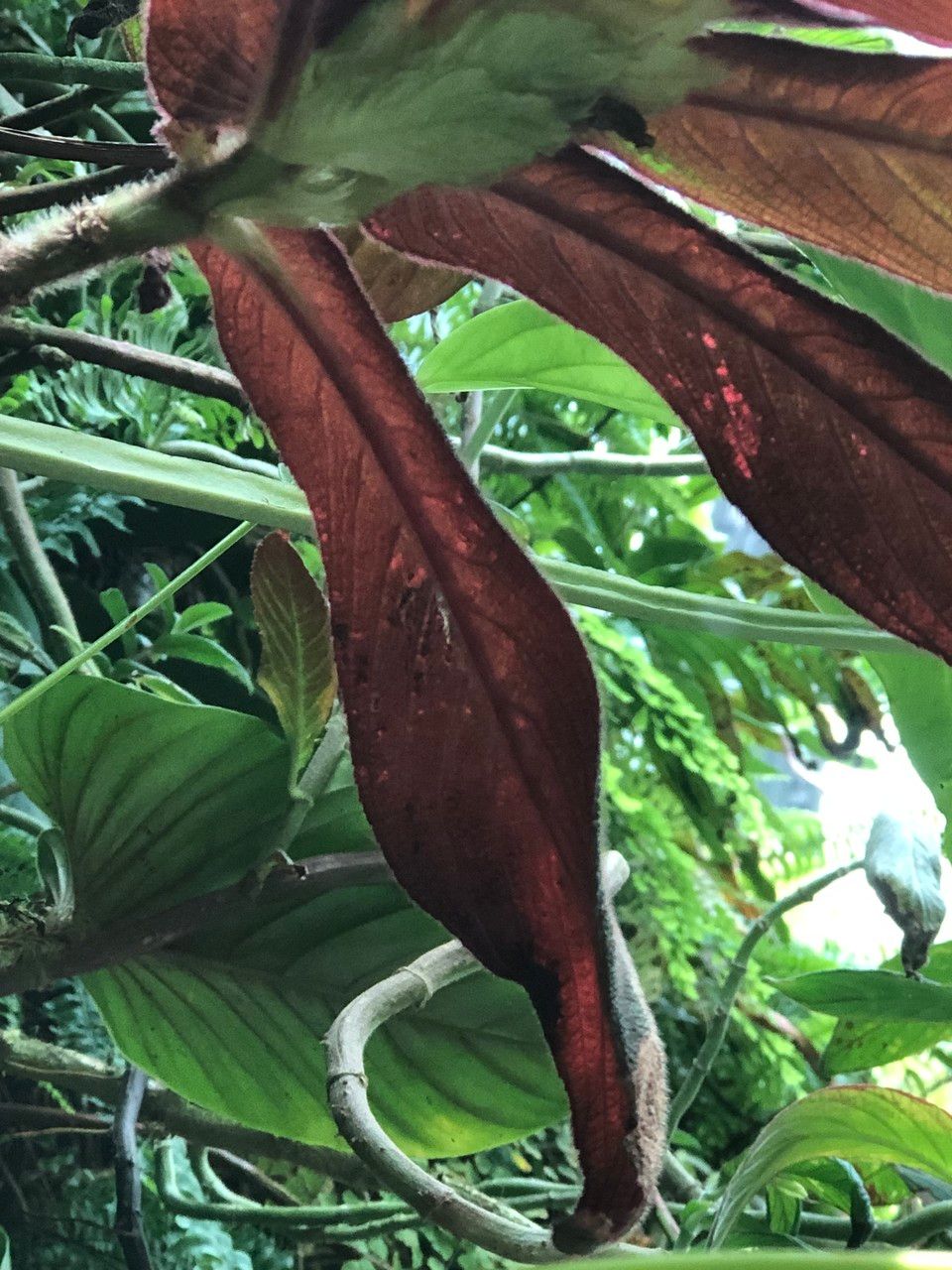 Columnea medicinalis fruit