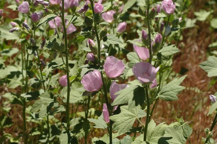 Iliamna bakeri habit