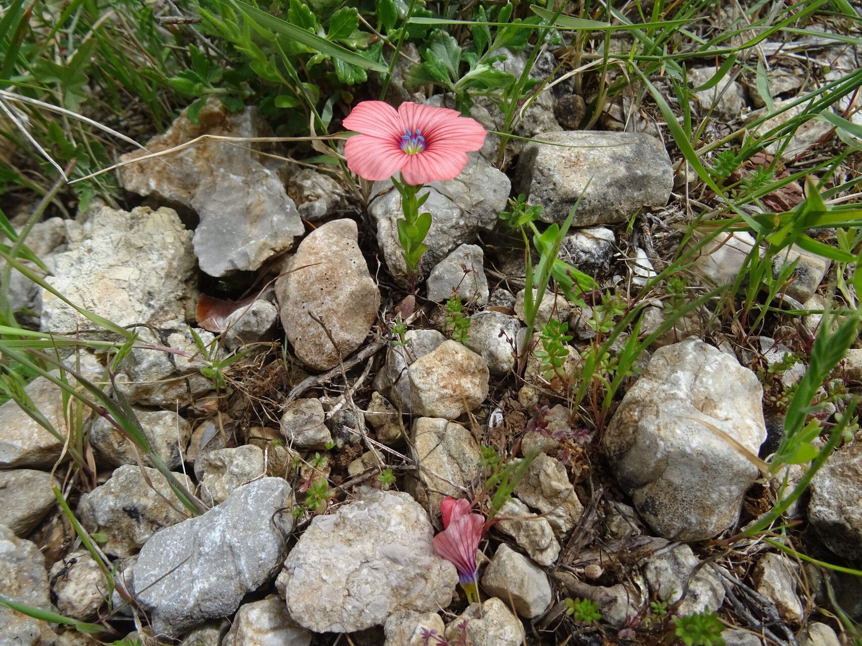 Linum decumbens habit
