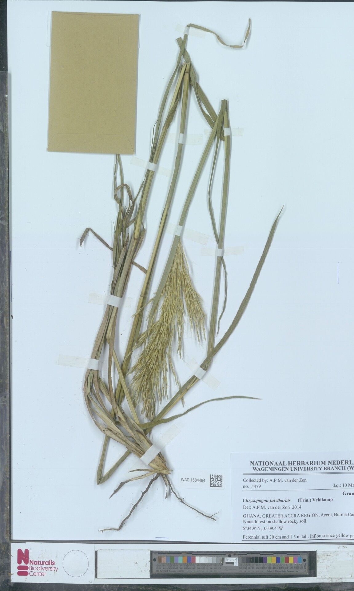 Chrysopogon fulvibarbis — related species from the same genus