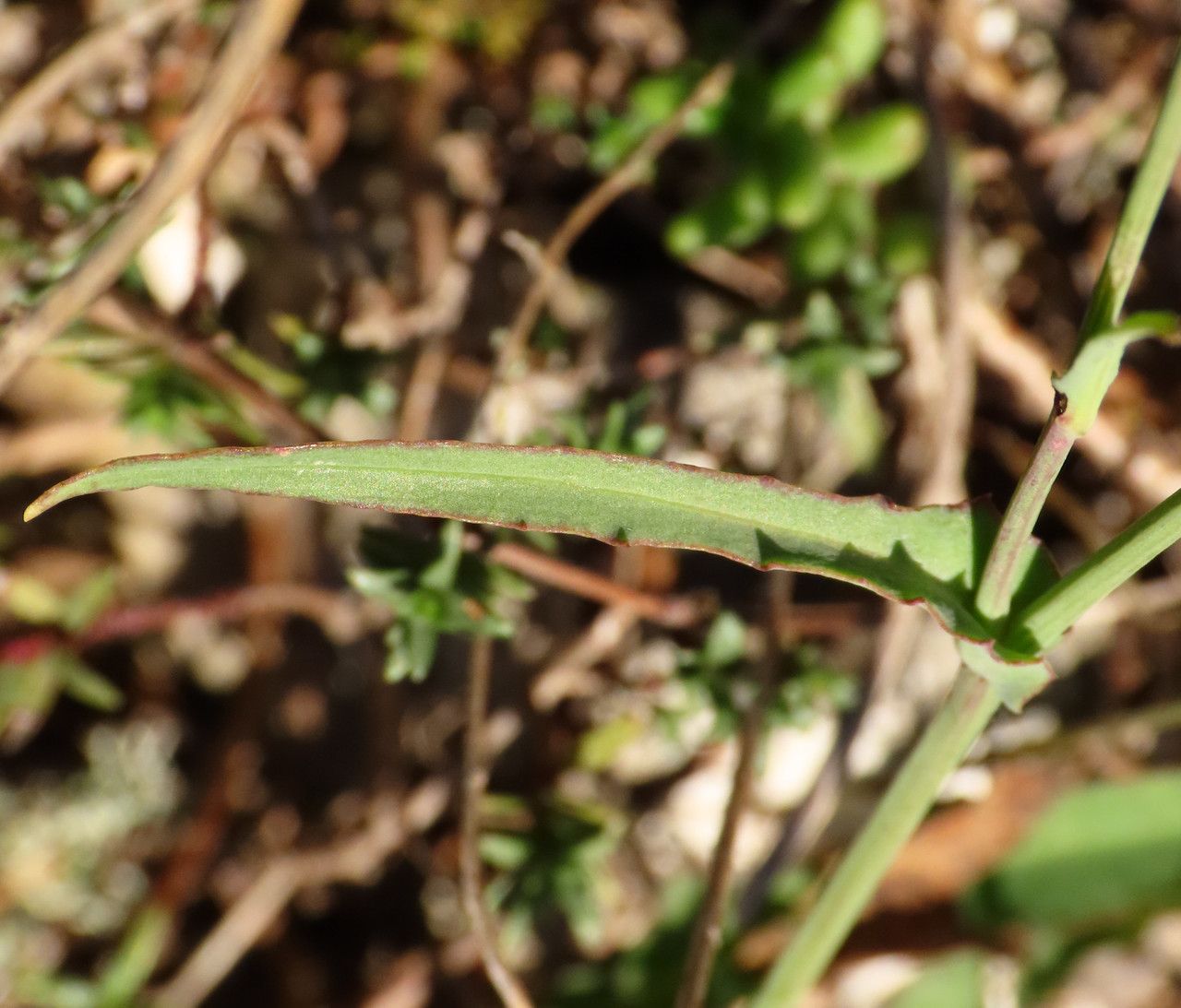Reichardia picroides leaf