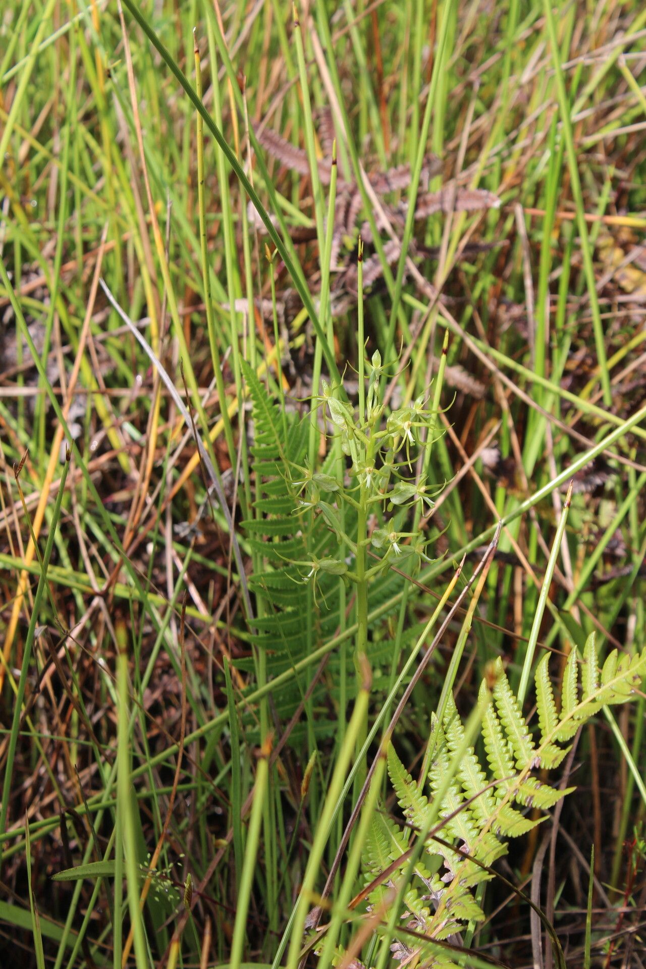 Habenaria cornutella flower