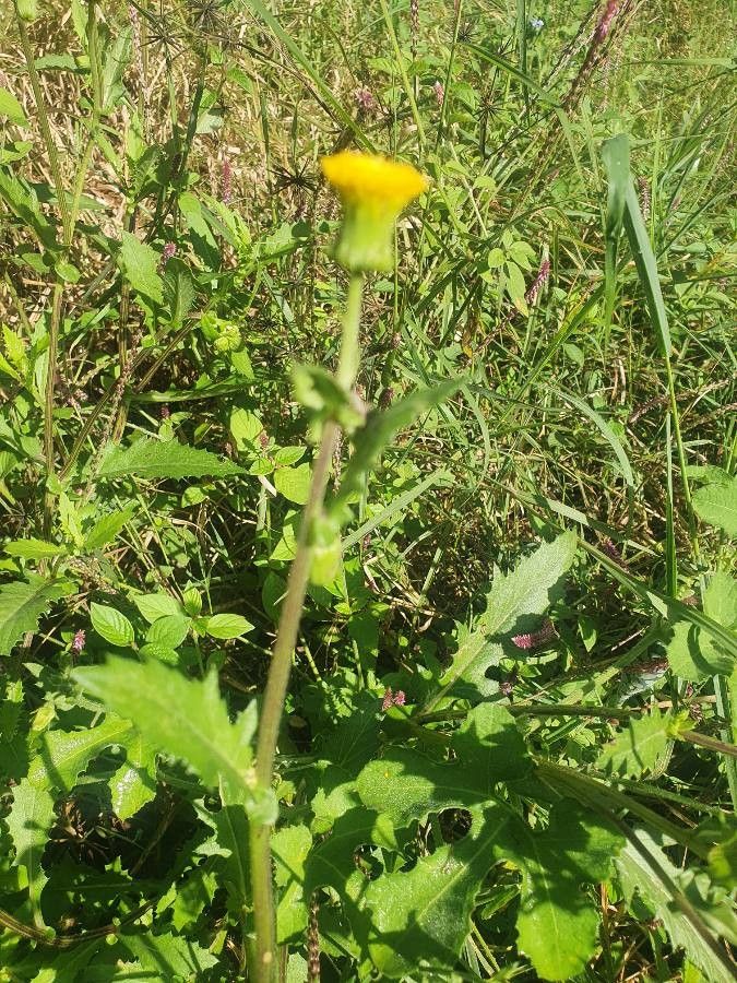 Crassocephalum picridifolium flower