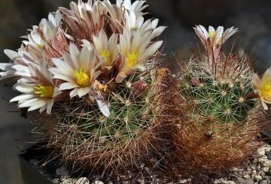 Mammillaria carretii — houseplant care guide