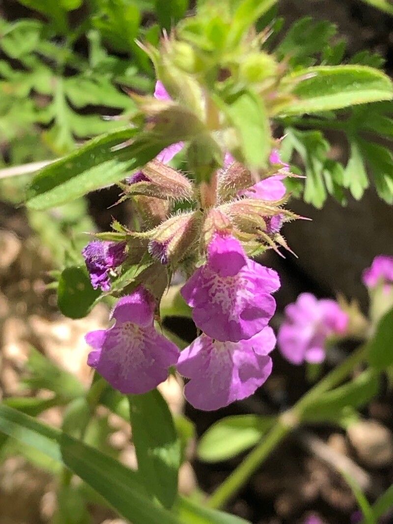 Stachys drummondii — search result for 'Stachys'
