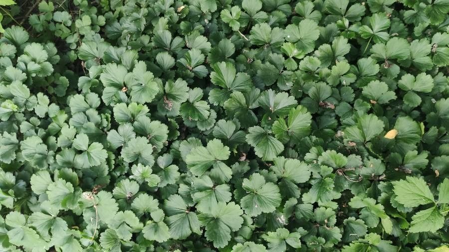 Waldsteinia fragarioides leaf