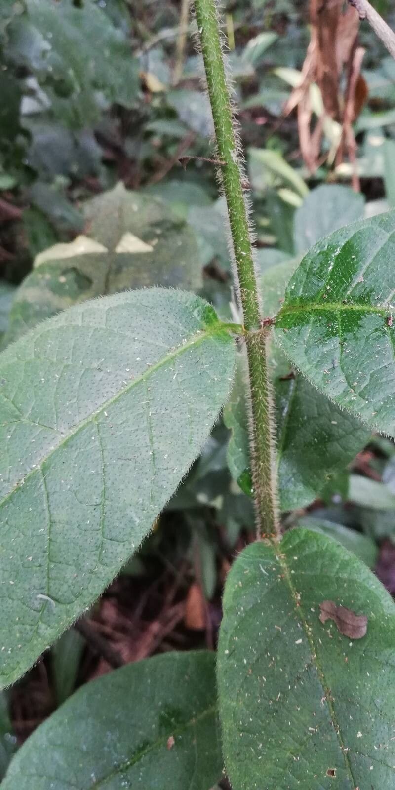 Landolphia jumellei — houseplant care guide