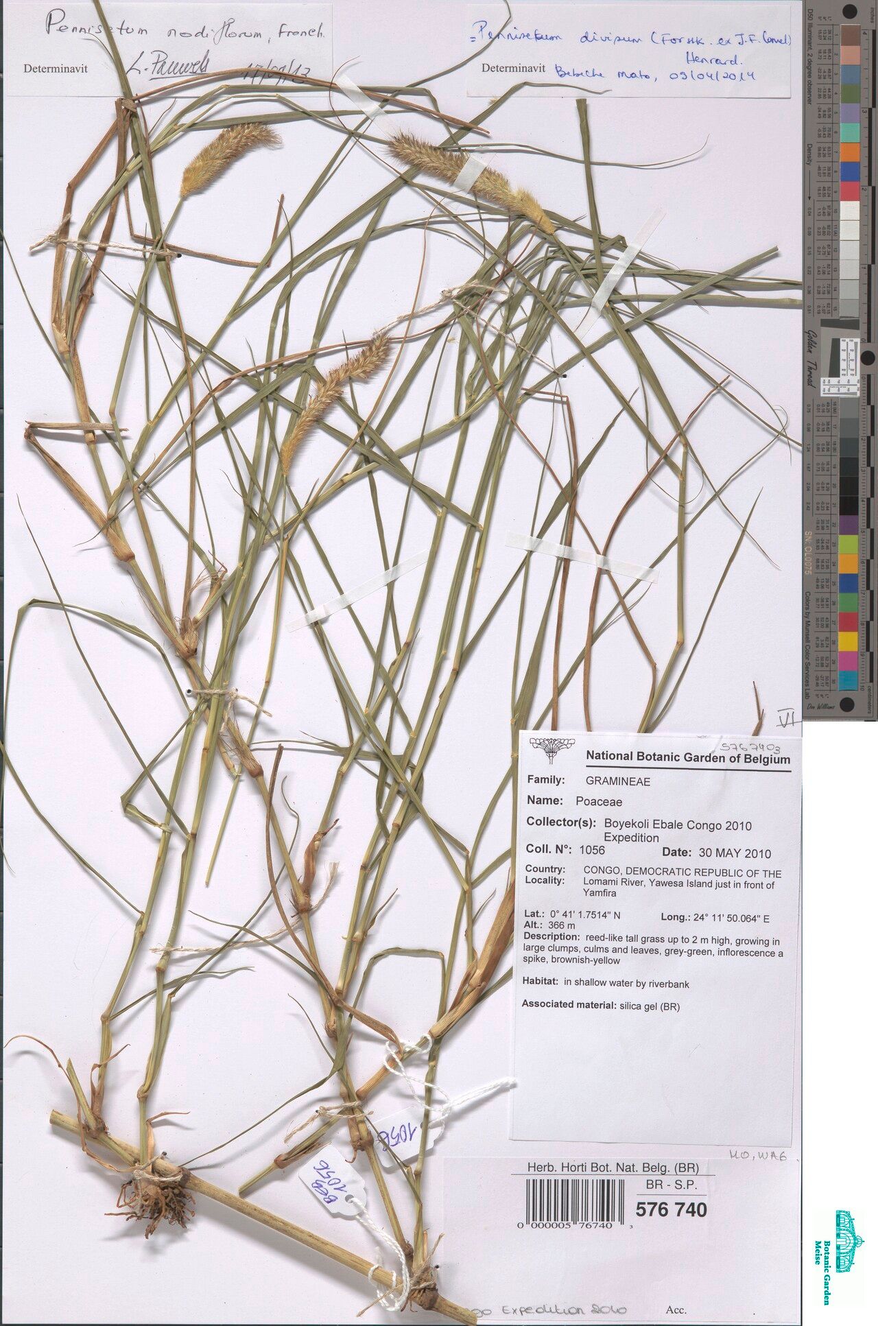 Cenchrus nodiflorus — houseplant care guide