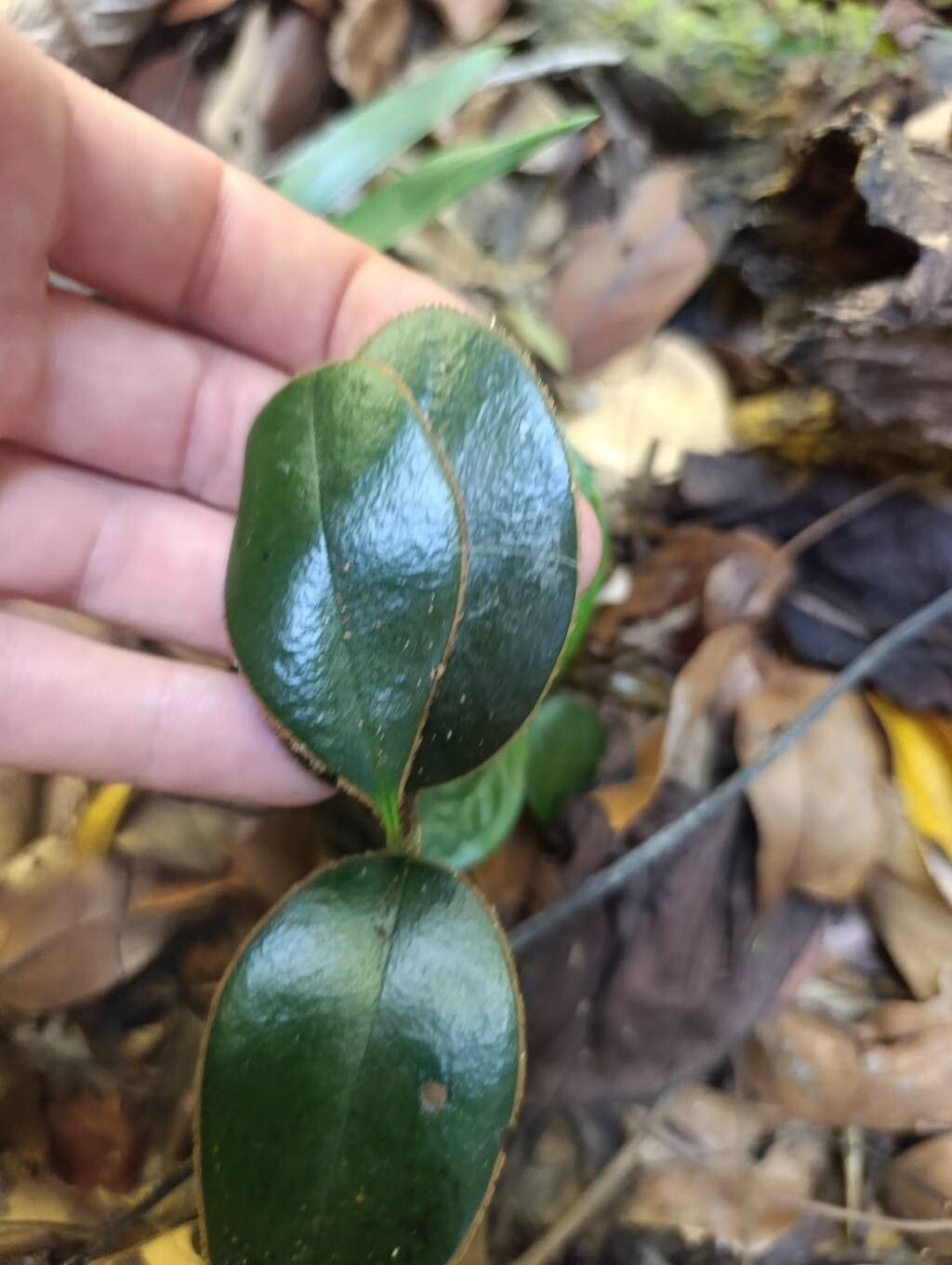 Diospyros vescoi leaf