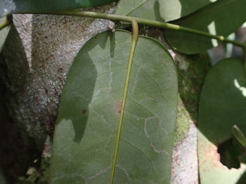 Dialium bipindense — related species from the same genus