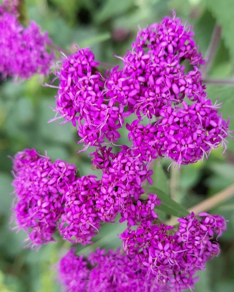 Stevia sanguinea flower