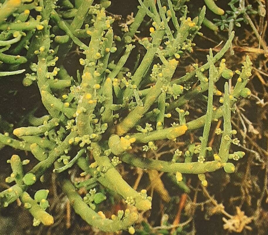Thesium subsucculentum — search result for 'Thesium'