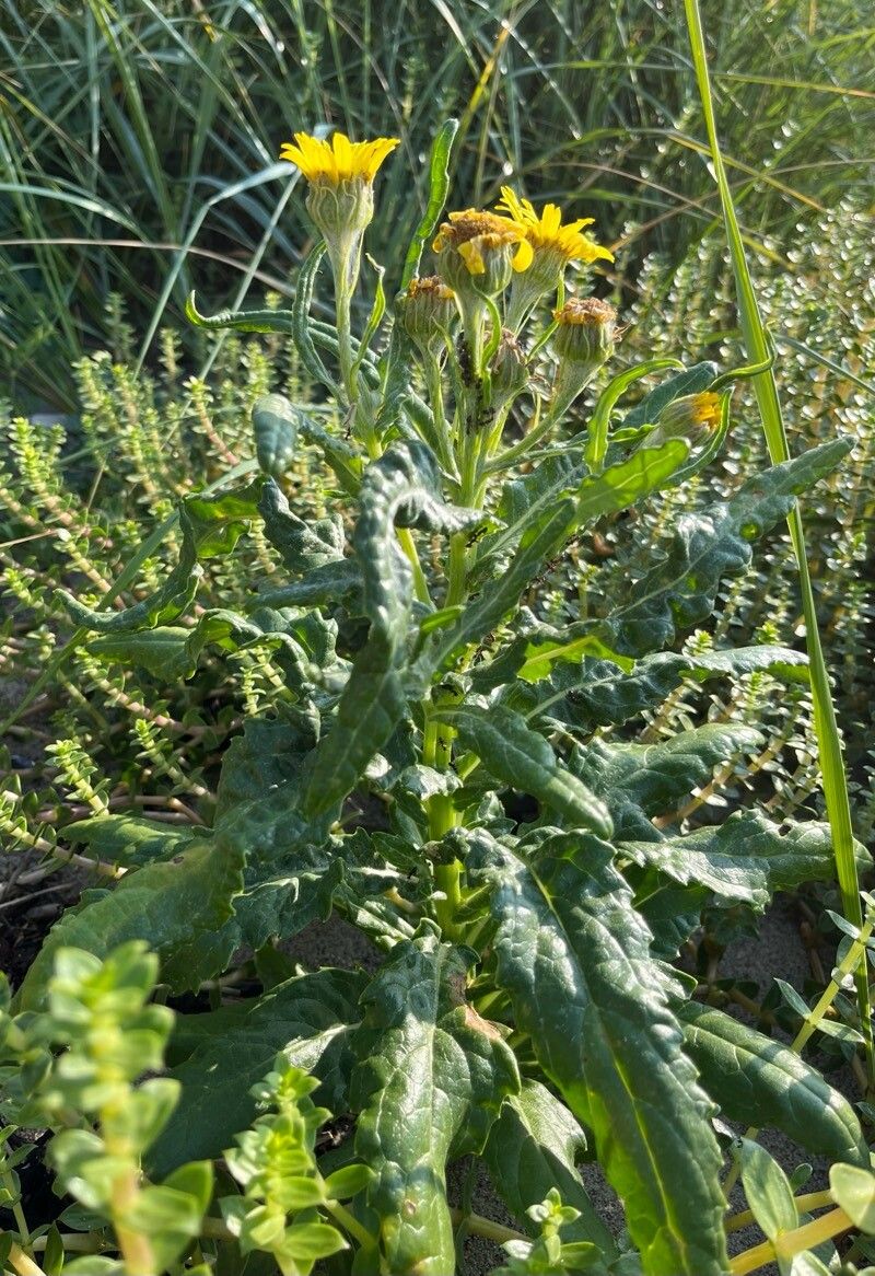 Jacobaea pseudoarnica habit