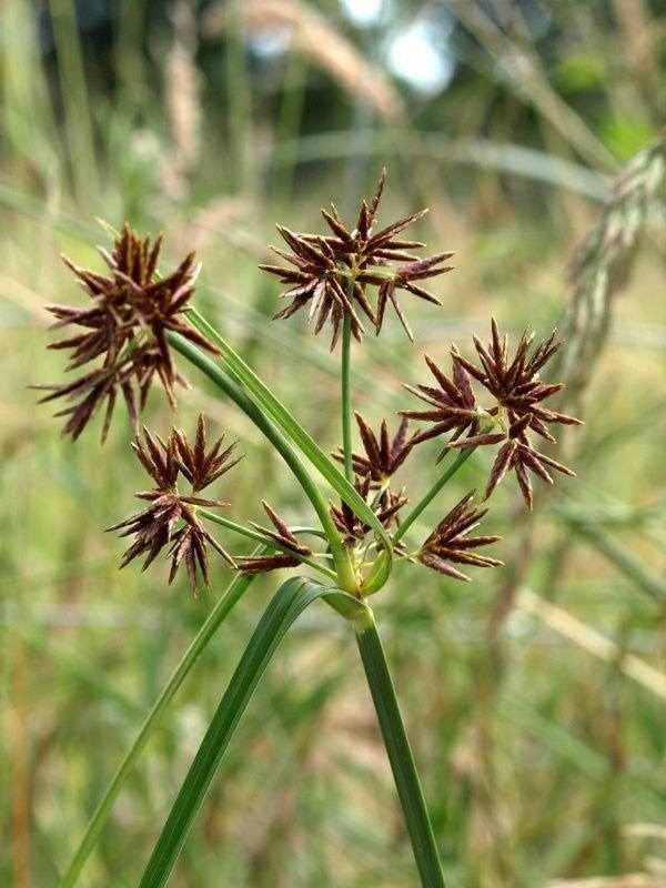 Cyperus badius flower