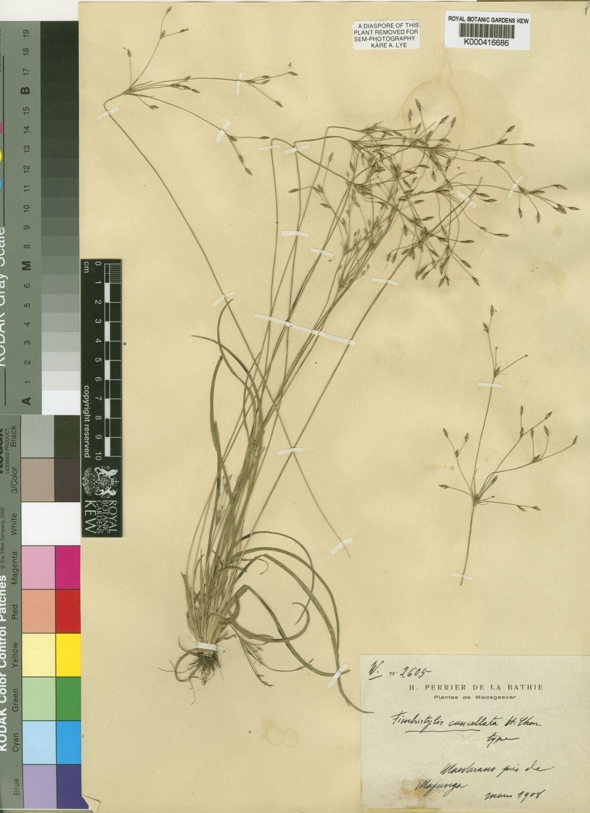 Fimbristylis cancellata — houseplant care guide