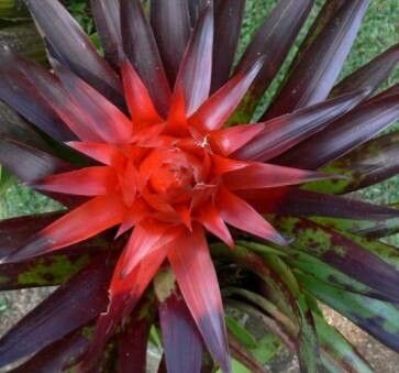 Tillandsia imperialis habit
