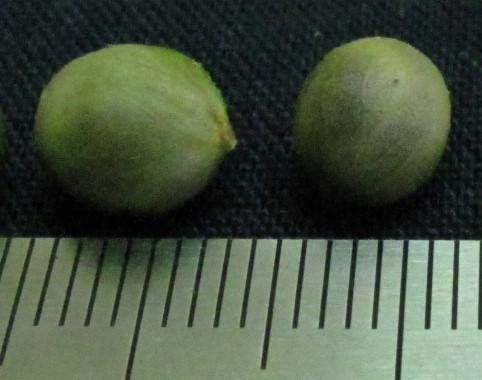 Chamaedorea pygmaea other