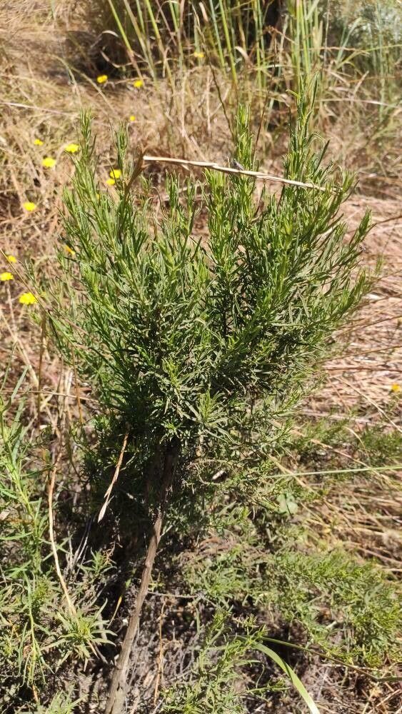 Baccharis paniculata — search result for 'Baccharis'