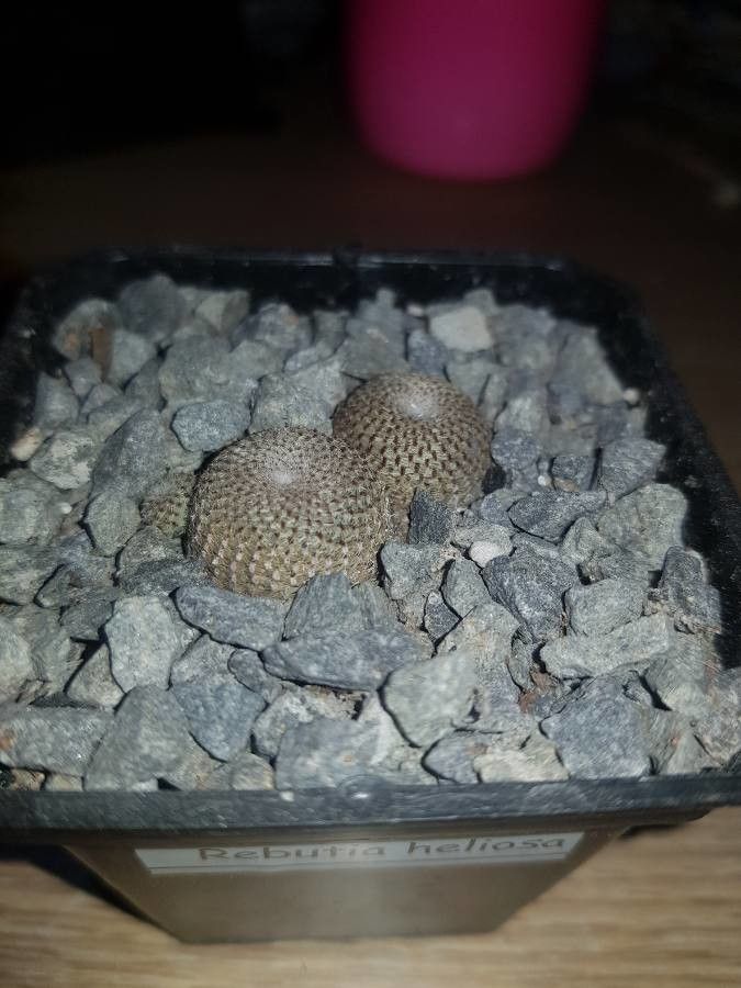 Rebutia heliosa bark