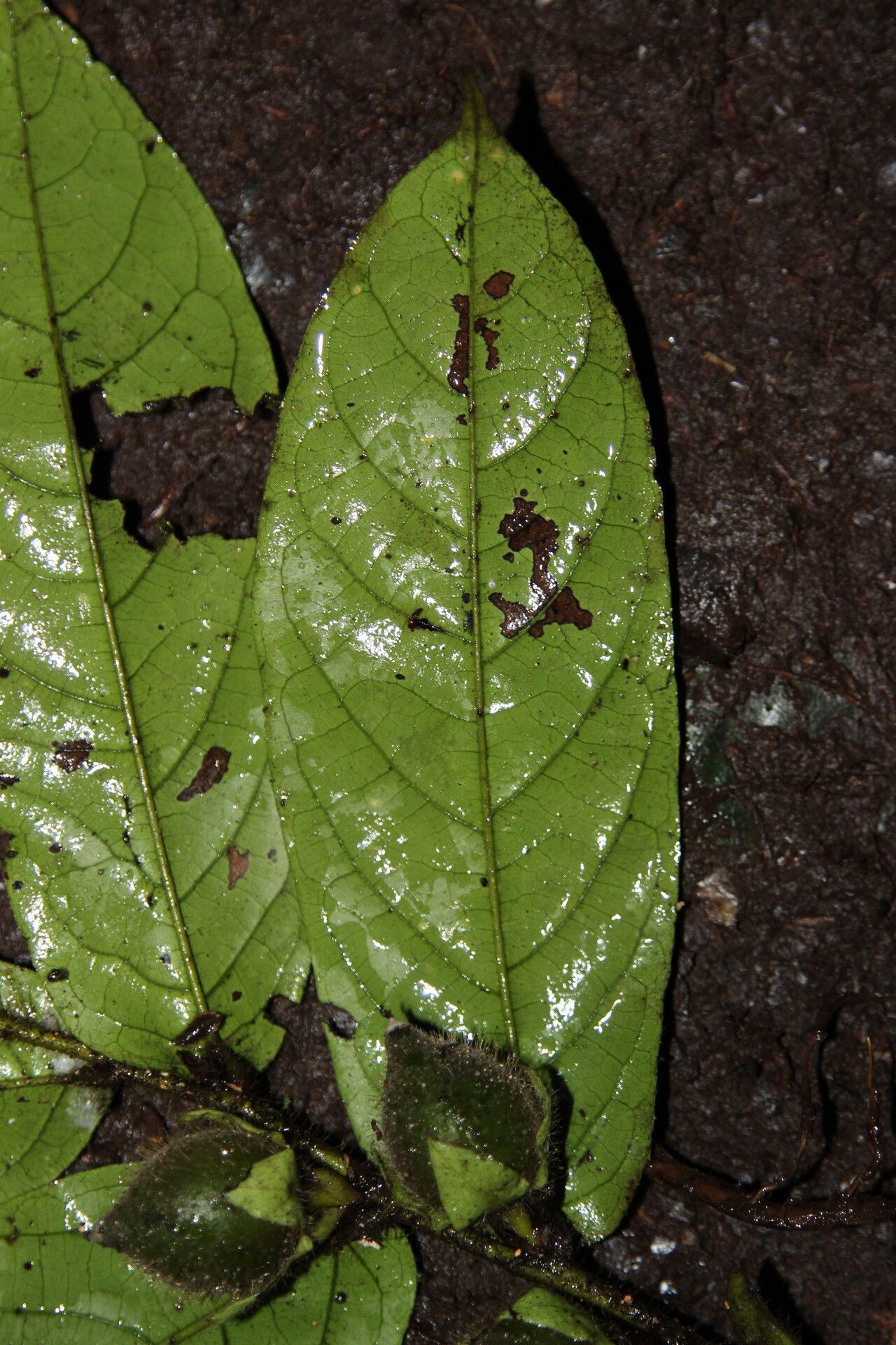 Diospyros conocarpa leaf